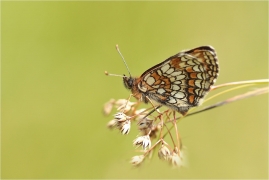 <p>HNĚDÁSEK JITROCELOVÝ (Melitaea athalia) ----- /Heath fritillary - Wachtelweizen-Scheckenfalter/</p>